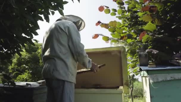 Imker begutachtet Waben mit Bienen im Bienenstock — Stockvideo
