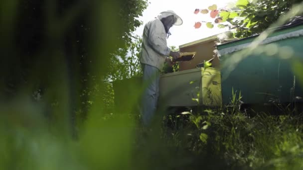 Пчеловод смотрит на соты, стоящие возле улья в саду — стоковое видео