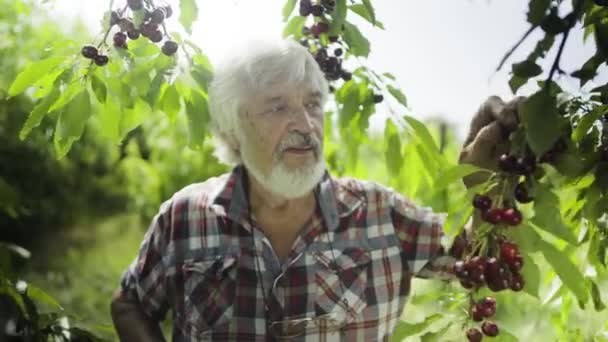 Зрелый мужчина собирает вишни в саду — стоковое видео