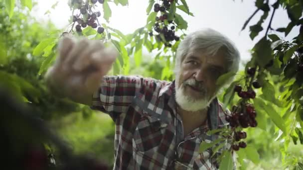 Volwassen man in het shirt pick kersen uit boom — Stockvideo