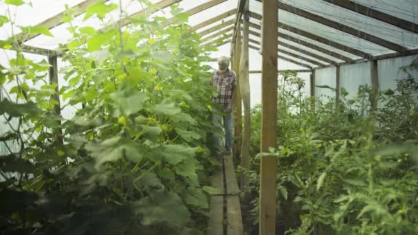 Starší muž kontrola klíčky zeleniny ve skleníku — Stock video