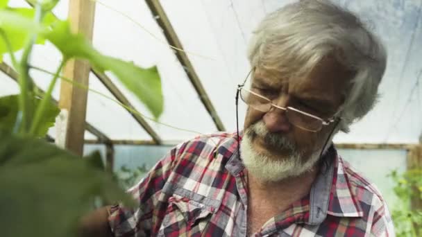 Старший чоловік оглядає паростки огірка в теплиці — стокове відео