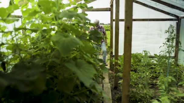 Старший мужчина осматривает выращивание растений в теплице — стоковое видео