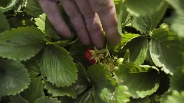 Fermier vérifier la croissance des fraisiers et des baies sur elle — Video