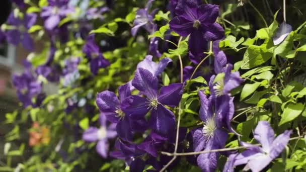 Gyönyörű lila virágok a kertben — Stock videók