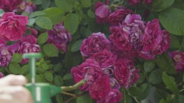 Gül bahçede, tatlı su oyuncak bahçıvan