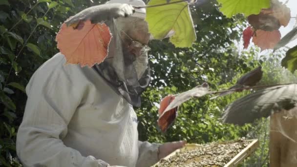 Apicultor inspecciona panales en el jardín de abejas, cámara lenta — Vídeo de stock