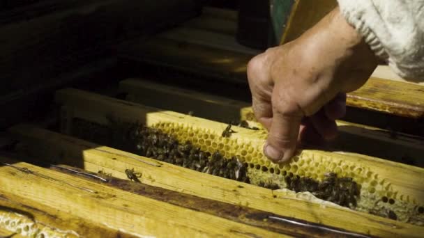 Biodlaren ta ut vaxkakor från bikupa i slow motion — Stockvideo
