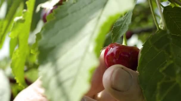 Dojrzały człowiek rozerwać cherry z drzewa — Wideo stockowe