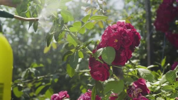 Gardener refresh pink roses in the garden with a water — Stock Video