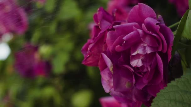 Stänk vatten på rosa rosor i slow motion — Stockvideo