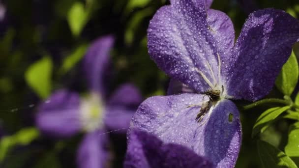 Gotas de agua salpicando las flores púrpuras en el jardín — Vídeos de Stock