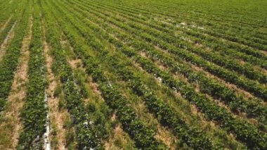 Bir satır içeren çilek Field'da havadan görünümü