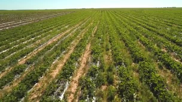 Vista aérea en campo de fresas — Vídeo de stock