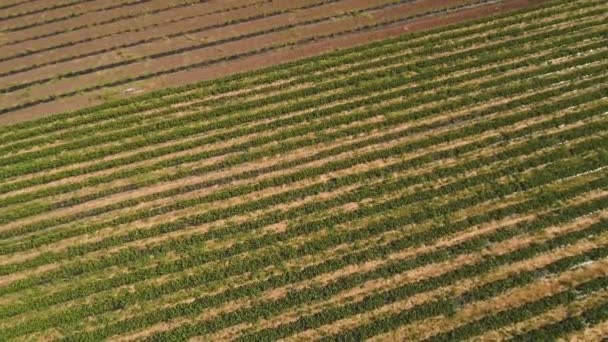 Красивый вид с воздуха на клубничное поле — стоковое видео