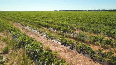 Dron, yeşil çilek alan üzerinden havadan görünümü