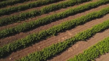 Çilek dan uçak uçan çalılar yeşil satırları