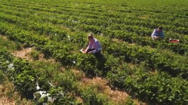 İki kız çilek ekimi, toplama