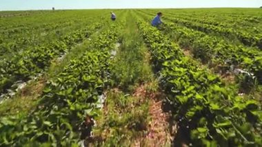 İki kız alan, çilek toplama robot görünümü