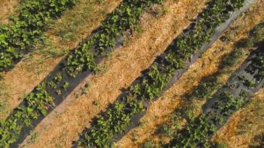 Çilek ekimi, havadan görünümü