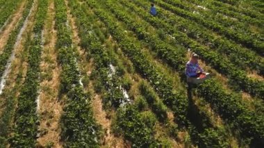 İki kız çilek sahasında, havadan görünümü çalışma