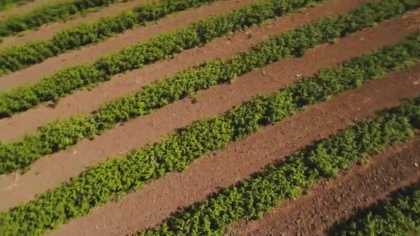 Campo de fresa de dron volador — Vídeo de stock