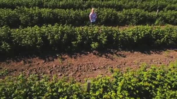 Ung kvinna kontrollera tillväxten av jordgubbar på fältet — Stockvideo