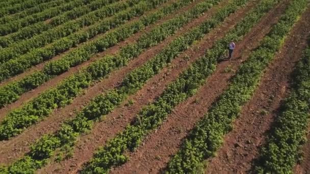 Inspecteur marchant parmi les fraisiers sur le terrain, vue aérienne — Video