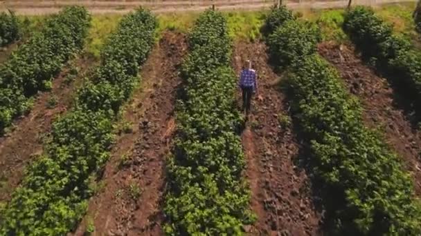 Jong meisje lopen bij de aardbei field, luchtfoto — Stockvideo