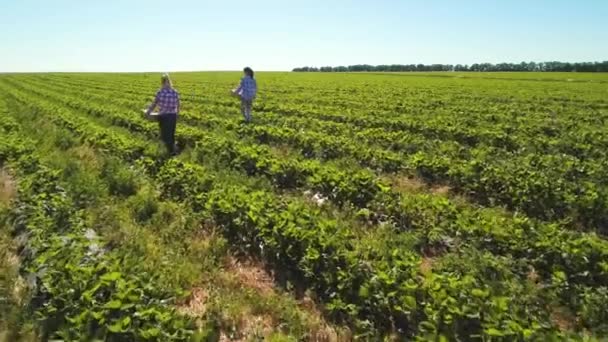 Dos chicas jóvenes llevan cajas con fresas en el campo. — Vídeo de stock