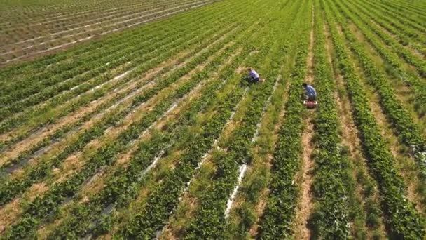 Twee vrouwen verzamelen van aardbeien op de plantage, luchtfoto — Stockvideo