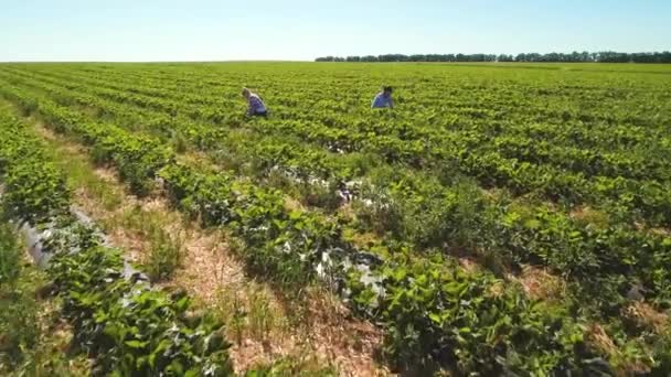 Two young girls picking strawberries at the field — Stock Video