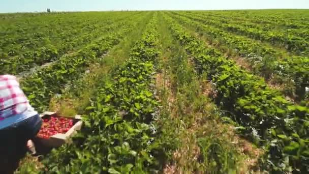 Dos chicas recogiendo fresas en la plantación de fresas, vista de drones — Vídeo de stock