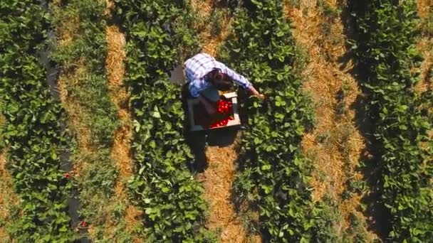 Jeune fille cueillette fraise, drone tournant au-dessus de la fille — Video