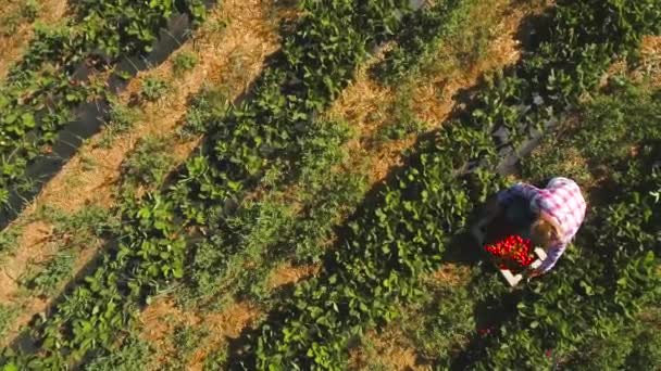 Jonge vrouw verzamelen van aardbeien in het veld, aerial view — Stockvideo