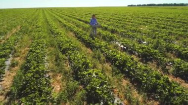 Genç kız çilek alan yürüyen bir kutu içinde taşımak