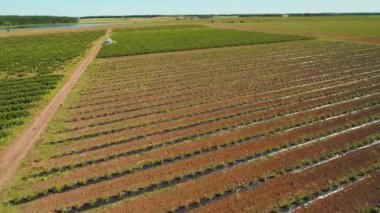 Çilek çalılar Field'da, havadan görünümü