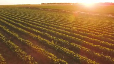 Günbatımı muhteşem manzaraya çilek Field, havadan görünümü