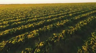 Athe günbatımı, havadan görünümü, yeşil çalılar ile güzel manzara