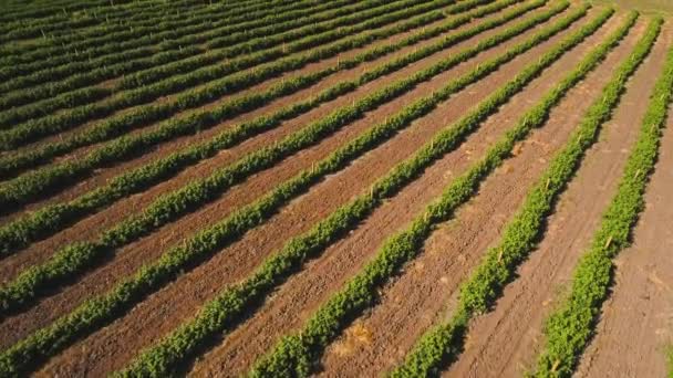 Vista aérea de la plantación de fresas — Vídeos de Stock