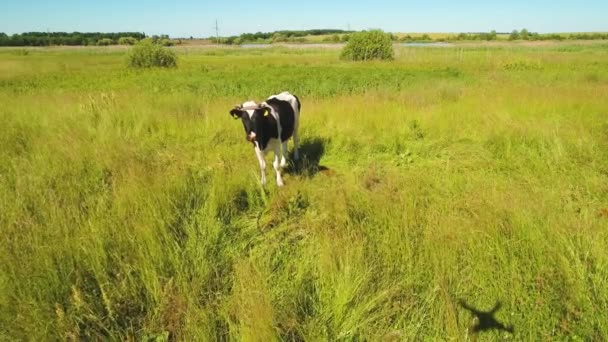 Vaca blanca y negra en el prado mirando un avión no tripulado volador — Vídeos de Stock