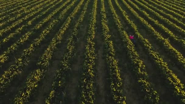 Menina relaxante no chão entre arbustos de morango, vista aérea — Vídeo de Stock