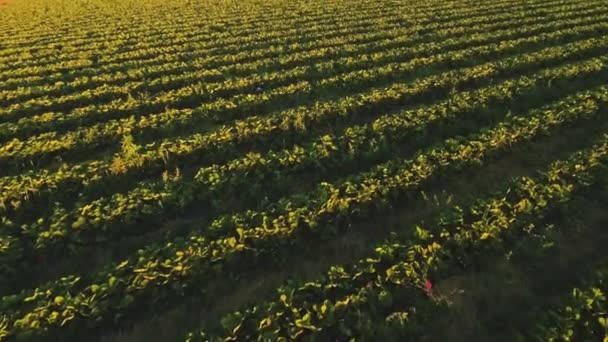 Young girl relaxing and lying on the ground among rows of strawberry bushes — Stock Video