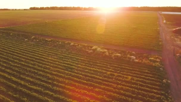 Beau coucher de soleil au champ de fraises — Video