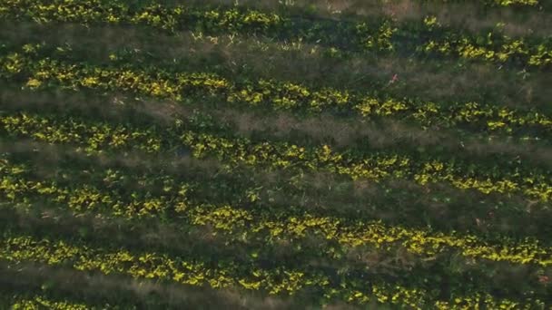 Hermosa vista en los arbustos de fresa verde — Vídeos de Stock