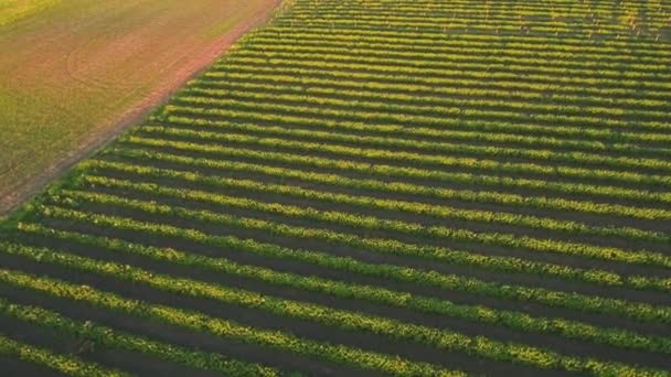 Vacker utsikt på strawberry plantation från toppen — Stockvideo
