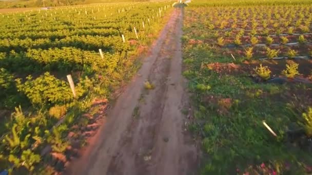 Krásný výhled na jahody keře na západ slunce — Stock video