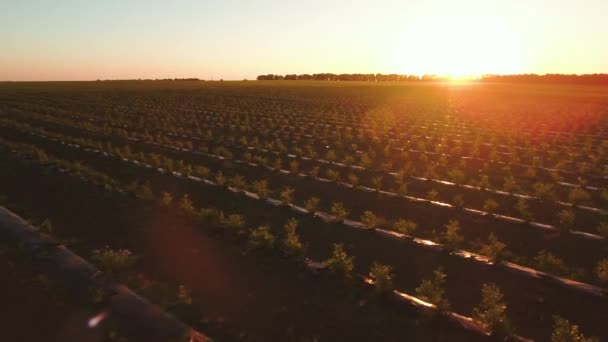 Increíble puesta de sol en el campo de fresas — Vídeos de Stock