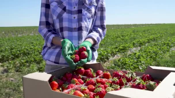 Niña sosteniendo la cosecha de fresas en las manos en guantes — Vídeo de stock