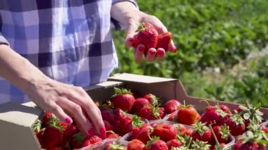Kız el çilek toplama